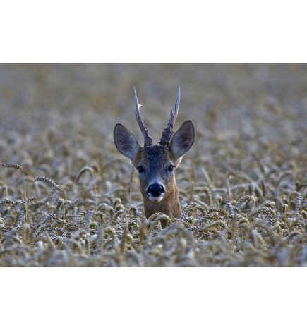 Jumelles Elite 8x 42mm