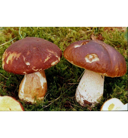 Les champignons de France Bolet