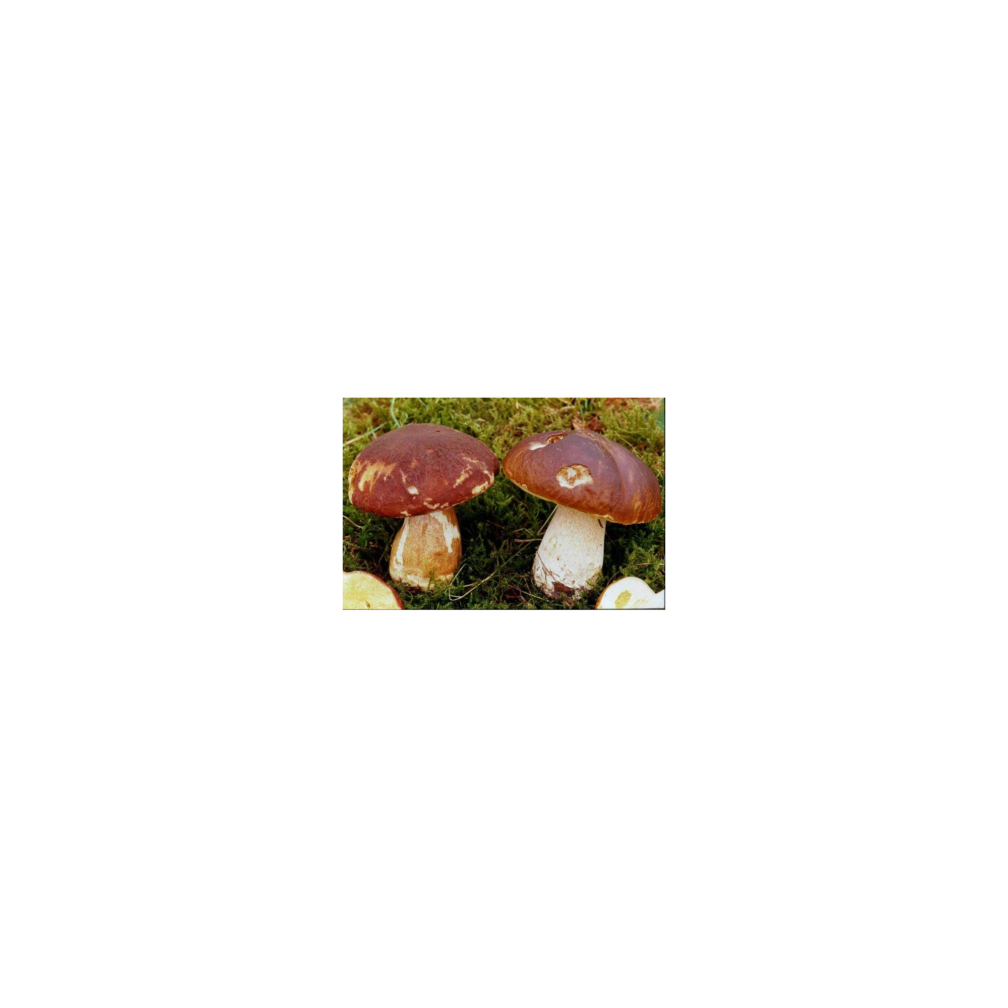 Guide vert des champignons de France Guide nature Inuka