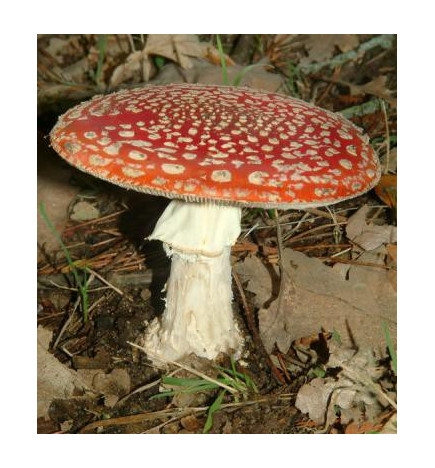 Les champignons de France toxiques