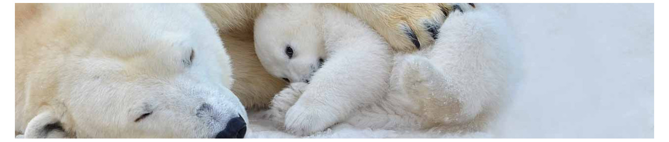 Extreme cold survival kit - Winter survival kit