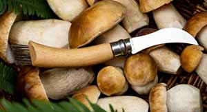 Mushroom knives